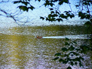 Am Karches-Weiher