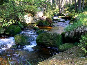 Das Maintal oberhalb von Bischofsgrün