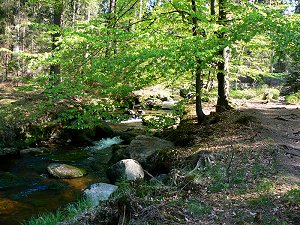 Weißer Main zwischen Bischofsgrün und Karches