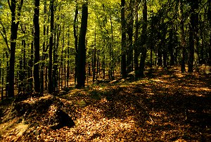 Buchenwald auf dem Buchberg