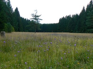 Naturschutzgebiet Hirschloh