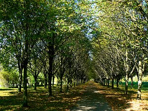 Die Baille-Maille-Allee im Jahr 2010