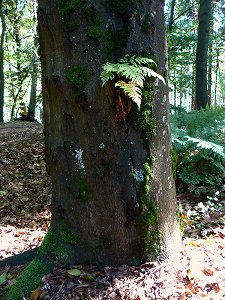 Farn an abgestorbenem Baumstamm