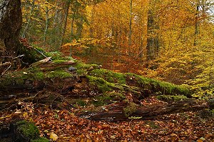 Naturschutzgebiet Großer Hengstberg in Oberfranken