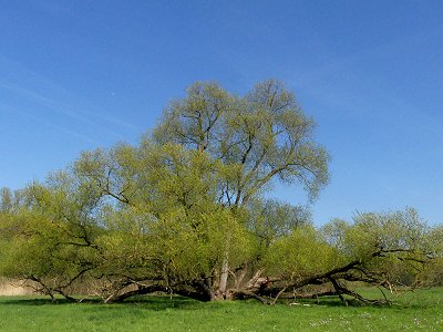 Alte Weiden im Tal des Weißen Mains