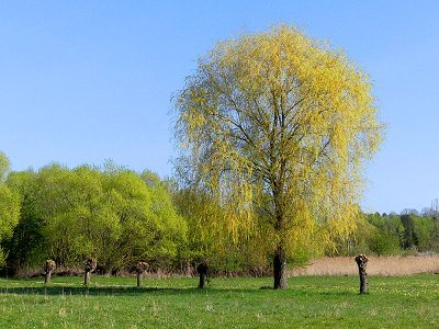 Renaturierungsmaßnahmen mit Kopfweiden