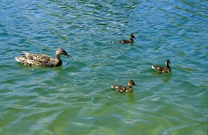 Enten auf dem Auensee