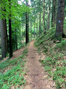 Wanderweg im Ahornberger Forst