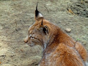 Luchs am Waldhaus Mehlmeisel