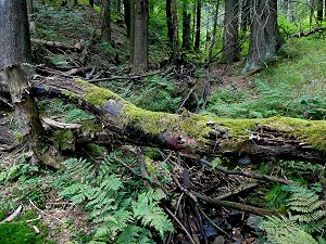 In der Schilmbachschlucht im Ahornberger Forst