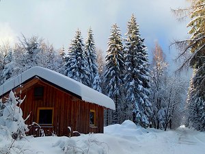 Schutzhütte im Wald