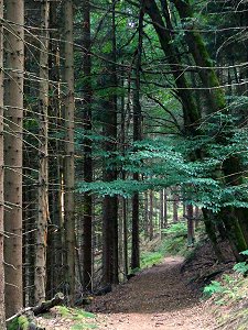 Wanderweg südlich von Mehlmeisel