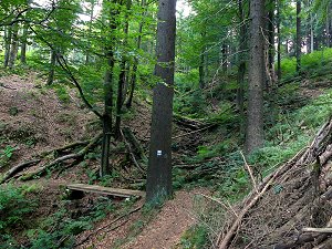 Wanderweg zur Schilmbachschlucht