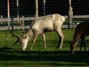 Weißer Hirsch im Rotwildgehege