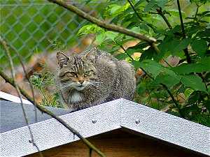 Wildkatze am Waldhaus Mehlmeisel