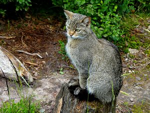 Wildkatze im Wildpark Waldhaus Mehlmeisel