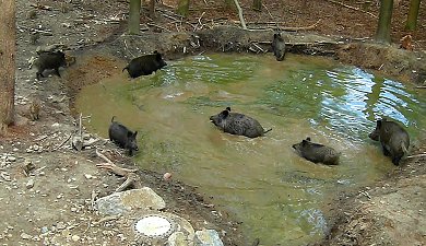 Wildschweine im Wildpark Waldhaus Mehlmeisel