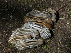 Frischlinge bei den Wildschweinen am Waldhaus Mehlmeisel