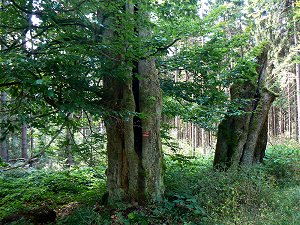 Alte Buchen zwischen Silberhaus und Platte im Fichtelgebirge