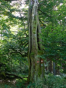 Alte Buchen zwischen Silberhaus und Platte im Fichtelgebirge