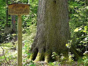 Förster Lang Tanne bei Tröstau