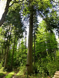 Förster Lang Tanne am Fuß der Platte im Fichtelgebirge