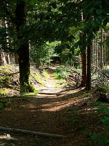 Der Höhenweg zwischen Silberhaus und Platte im Fichtelgebirge