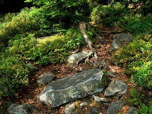 Vegetation auf der Blockhalde