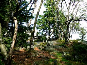 Der Gipfelbereich der Platte im Fichtelgebirge