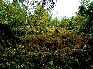 Ebereschen (Vogelbeeren), Birken, Fichten und Heidelbeerkraut im Gipfelbereich