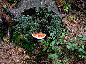 Heidelbeerkraut, Flechten, Moose und Baumschwamm bei Totholz