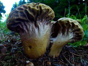 Bovist,  Flaschen-Stäubling (Lycoperdon perlatum)