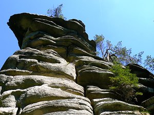 Fichten und Föhren (Kiefern) wurzeln in Felsspalten