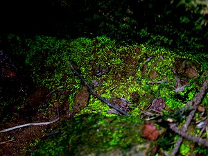 Leuchtmoos auf dem Rudolfstein