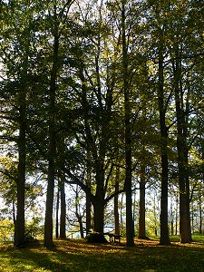 Baumkreis aus Linden in Schönbrunn