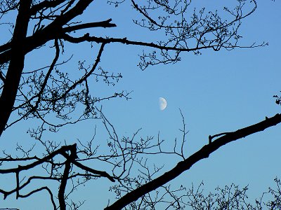 Der Mond zwischen den dürren Zweigen