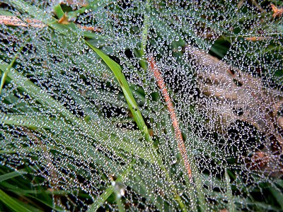 Tautropfen auf einem Spinnennetz