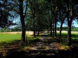 Allee vom Steinberg zum Waldgasthaus Steinhaus