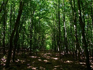 Buchenwald auf dem Steinberg