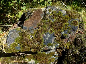 Moose und Flechten auf Basalt