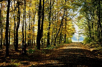 Herbstlaub am Steinberg