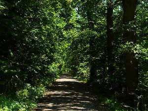 Mischwald am Steinberg