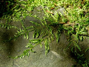 Moose auf Basalt