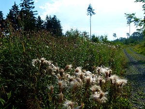 Natur am Steinberg