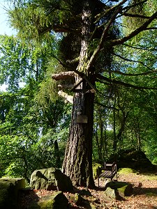 Der Heiligenberg-Gipfel auf dem Steinberg