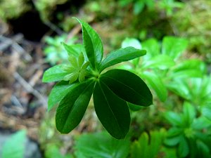 Waldmeister