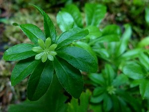 Waldmeister (Galium odoratum)