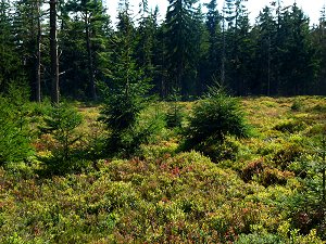 Heidelbeeren und Preiselbeeren in der Königsheide