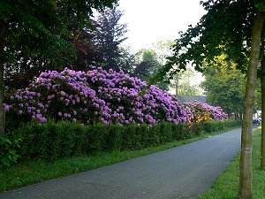 Rhododendren im Park