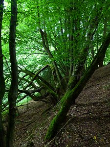 Alte Rotbuchenhecke in Winklas